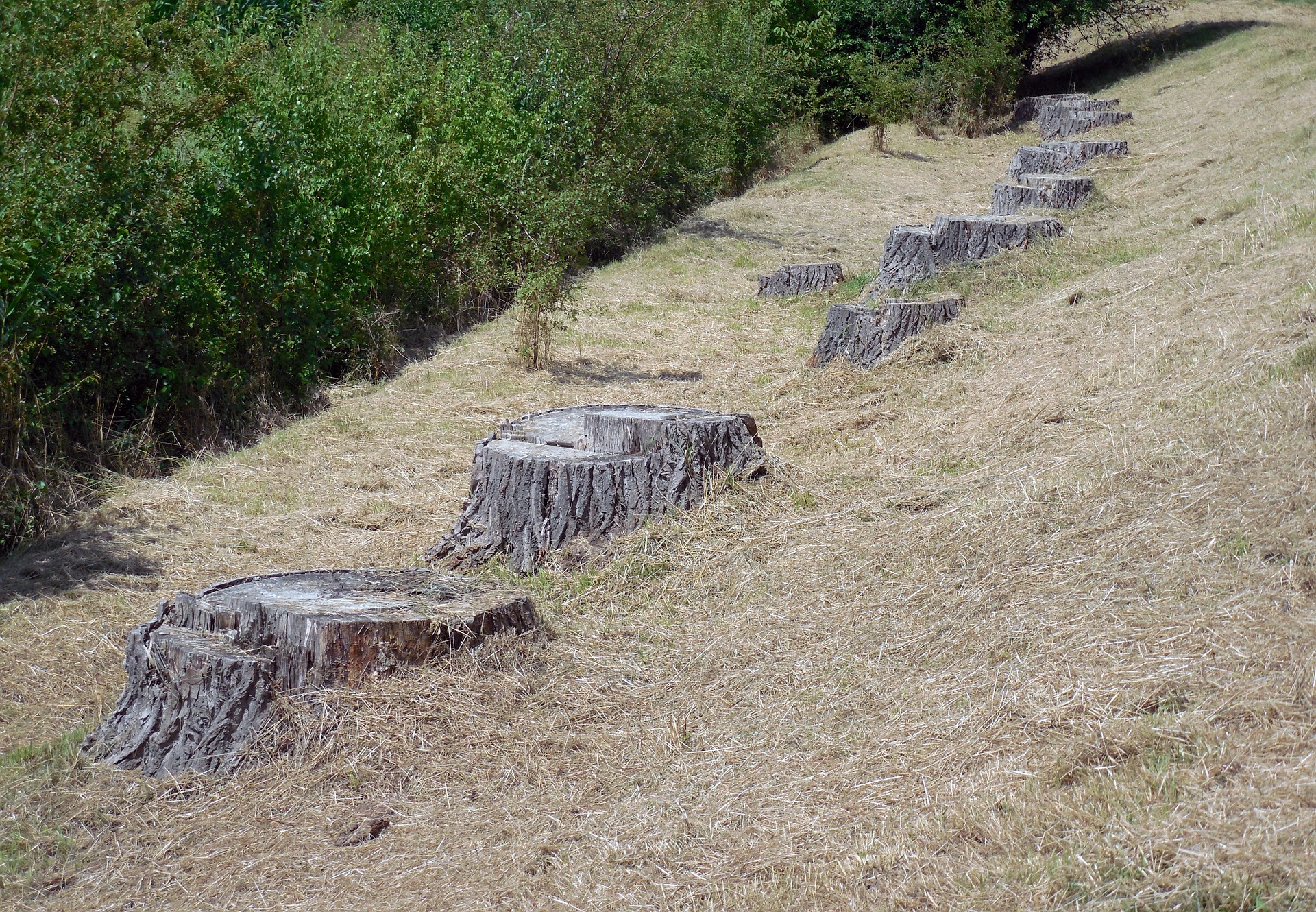 tree-stump-395537_1920